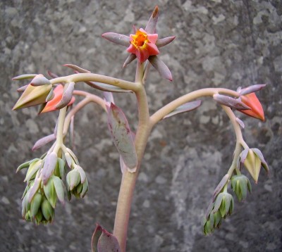 Echeveria x sayulensis (4).jpg