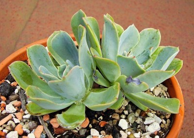 Echeveria x sayulensis (2).JPG