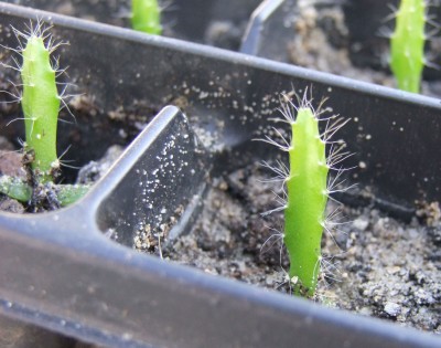 Hylocereus undatus a.jpg