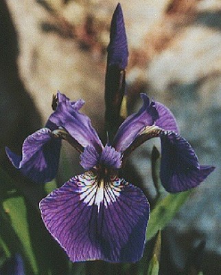 iris_setosa.jpg