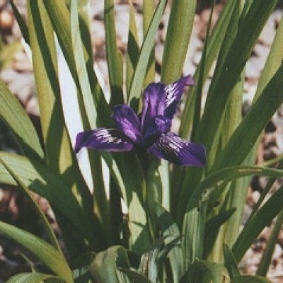 iris_ruthenica_nana.jpg