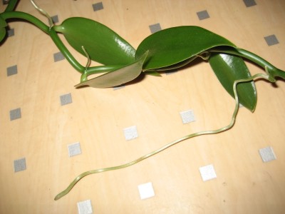 Schote.jpg