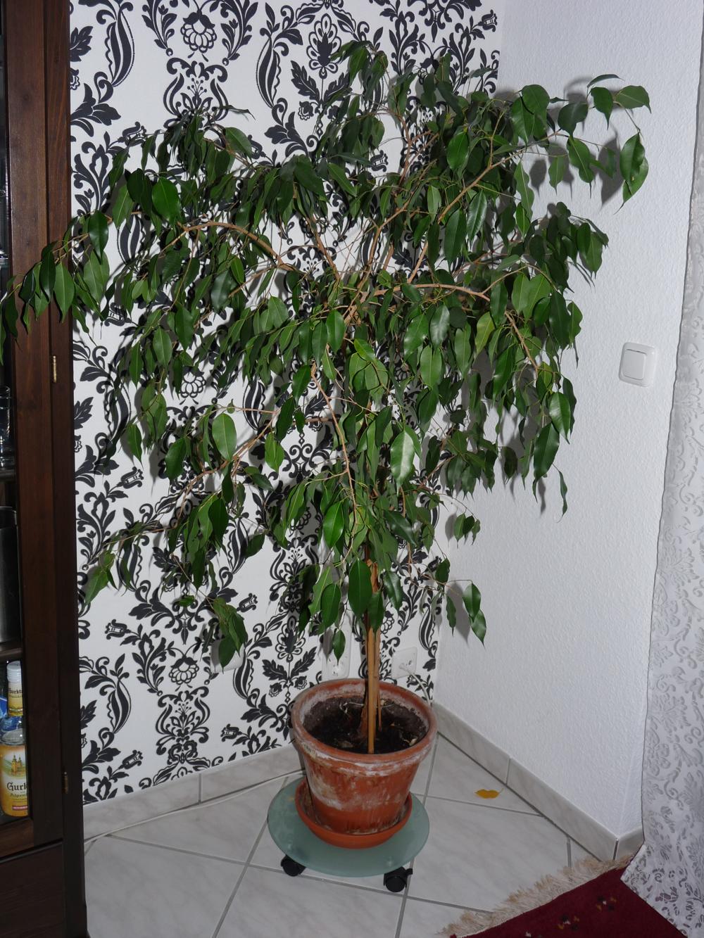 Ficus benjamini - wie am besten zurechtschneiden · Pflegen & Schneiden &  Veredeln · GREEN24 Pflanzen & Garten Forum