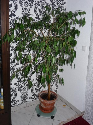 P1070926web.jpg