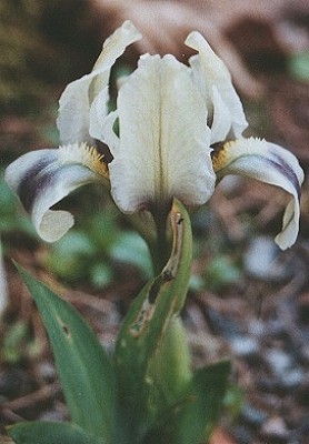 iris_pseudopumila.jpg
