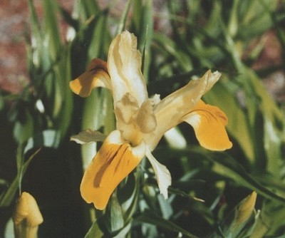iris_bucharica.jpg