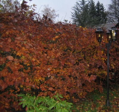 20101106_0001_3.JPG
