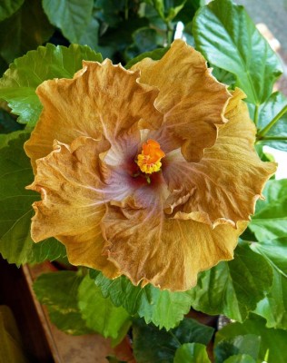 Gator Pride X City Slickers (2).jpg