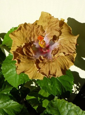 Gator Pride X City Slickers.jpg