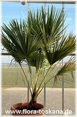brahea_edulis_7_-_111205.jpg