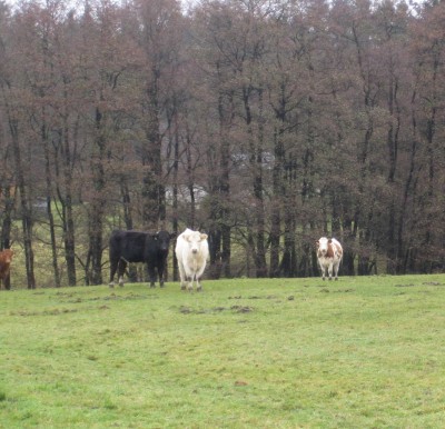 20101107_0001_7.JPG