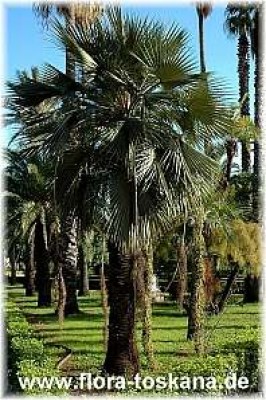 brahea_edulis_1_palermo_230105.jpg