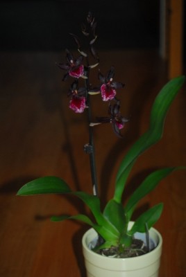 Orchis 004yy.jpg