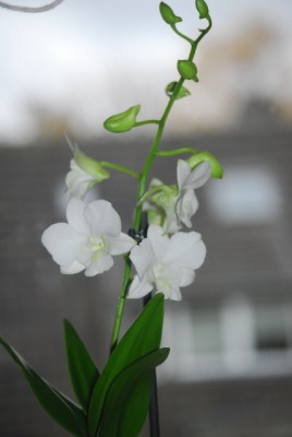 Orchis 008yy.jpg