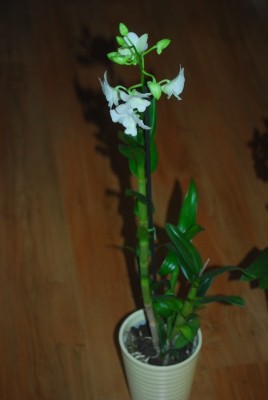 Orchis 001yy.jpg