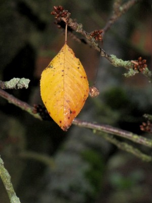Das-letzte-Blatt-2.JPG