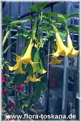brugmansia_gelb_-_dia.jpg