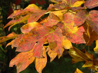 paeonia_2141.jpg