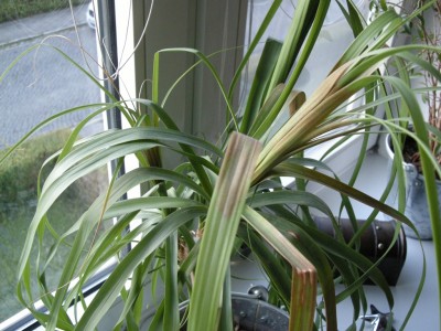 DSCN2459_a.jpg