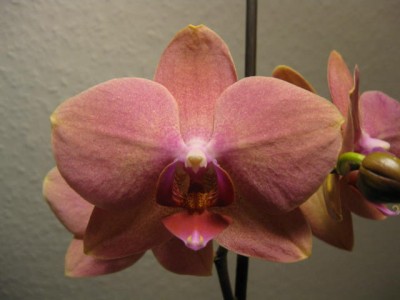 Orchidee.JPG