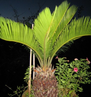 20101108_0001_13.JPG