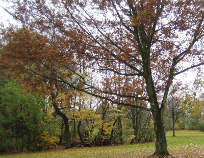 20101109_0001_7.JPG