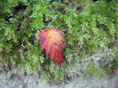 Moose-Flechten-Blatt.JPG