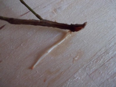 DSCF0700.jpg