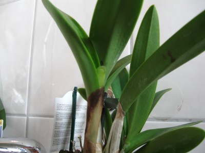 Cattleya 001.jpg