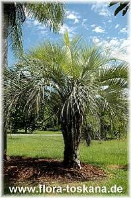 butia_capitata_2_-_181006.jpg