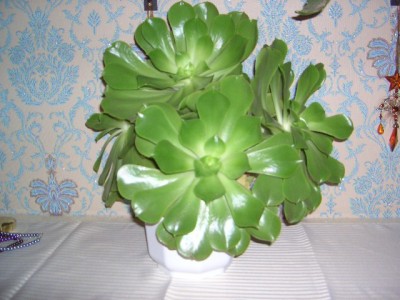 im Schlafzimmer  8.11.2010 021.jpg