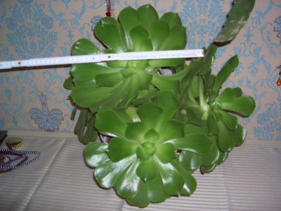 im Schlafzimmer  8.11.2010 022.jpg