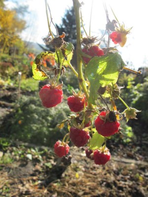 Immer noch Himbeeren.JPG