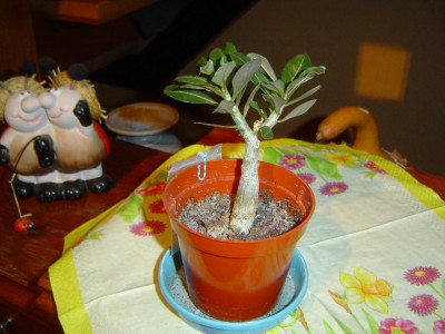Adenium,9.11.10.jpg
