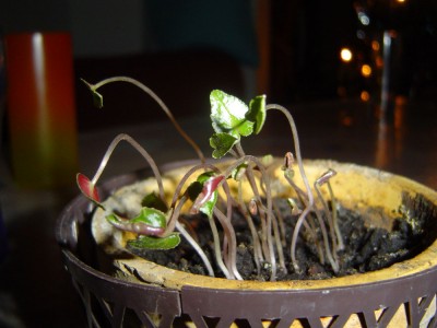 Cyclamensämling 003.jpg