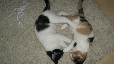 IMG_1254.jpg