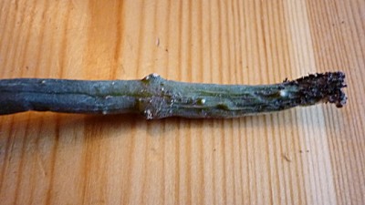 Oktober 2010 026.jpg