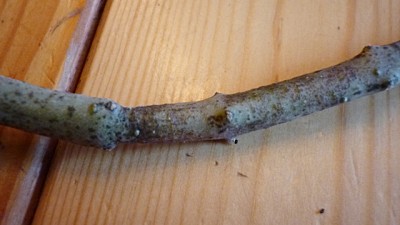 Oktober 2010 028.jpg