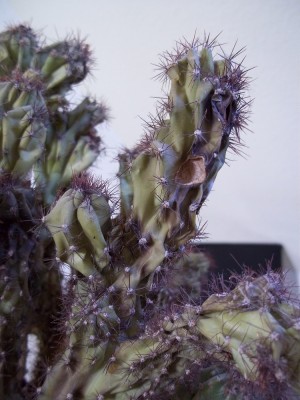 101_0070.JPG