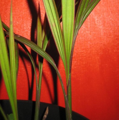 20101110_0001_1.JPG