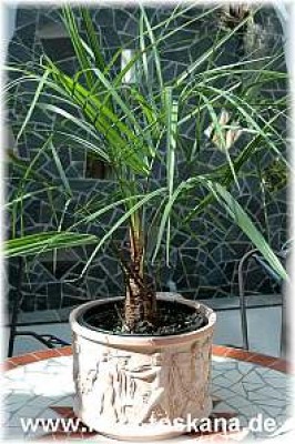 butia_eriospatha_3_-_300507.jpg