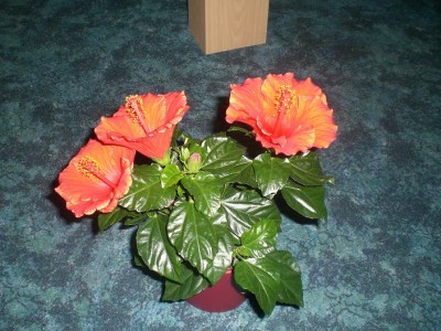 Hibiskus3.jpg