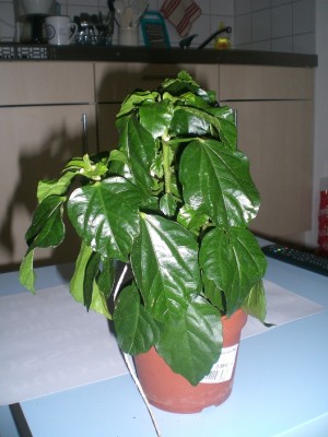 Hibiskus2.jpg