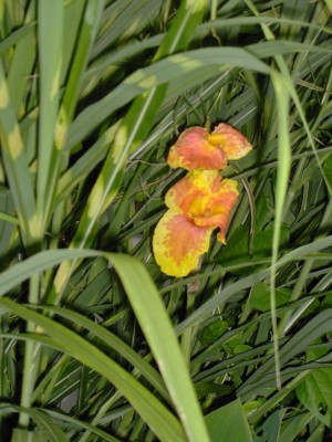 Canna orange nah.jpg