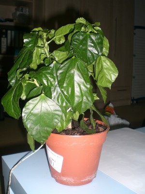 Hibiskus.jpg