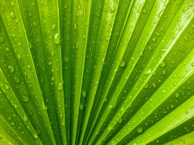 washingtonia1.jpg