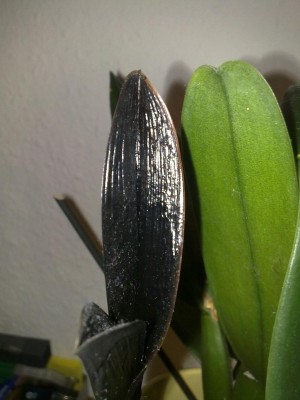 Cattleya 004.jpg