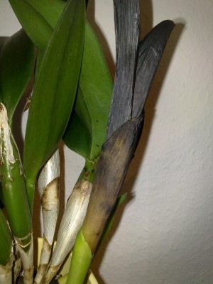 Cattleya 003.jpg