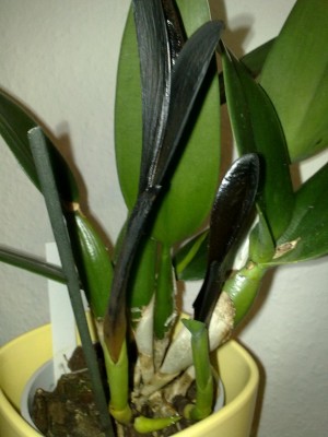 Cattleya 002.jpg