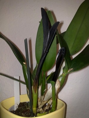 Cattleya 001.jpg
